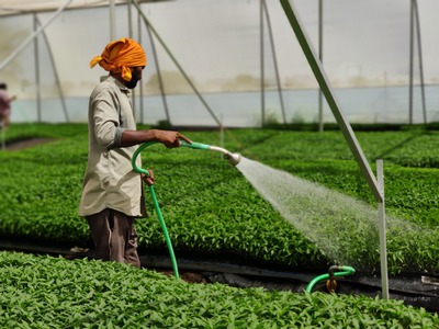 Seedling Image