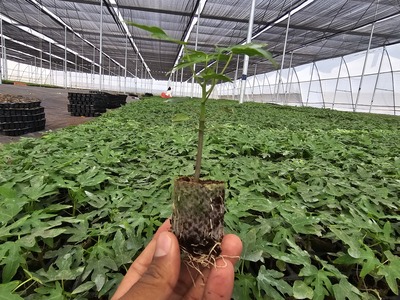 Healthy Seedlings